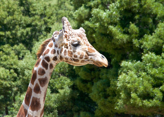 Portrait of a giraffe looking to viewers right. Tall green leafy trees in the background.