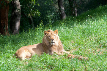 One young male lion laying in green grass looking to viewers right.