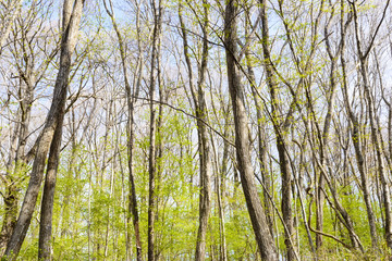 Fototapeta premium 新緑の樹木