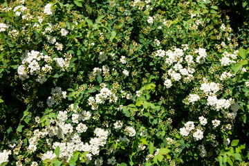 White flowering shrub Spirea aguta (Brides wreath)