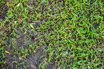 Texture background of green grass and wet ground