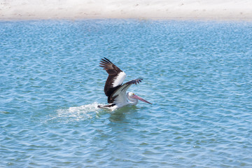 A  pelican bird is flying and floating into the water