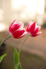 チューリップの花