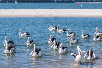 A group of pelican bird