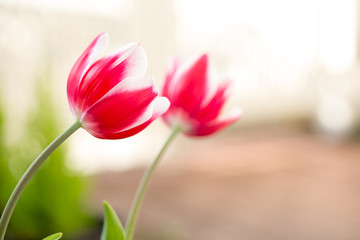 チューリップの花