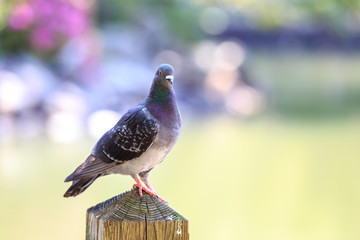 鳩のポートレート