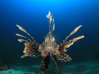 Lionfish fish in ocean