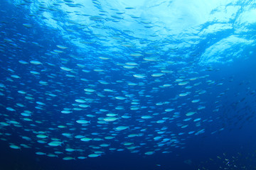 Fototapeta na wymiar Sardines fish