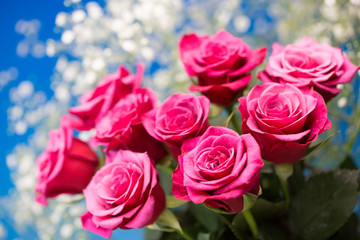 薔薇の花