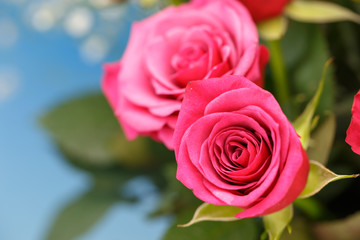 薔薇の花