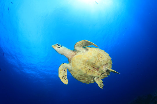 Hawksbill Sea Turtle