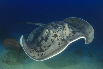 Fototapeta premium Marbled Ray stingray