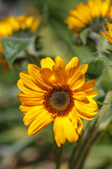 Naklejka premium ヒマワリの花