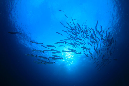 Barracuda fish underwater