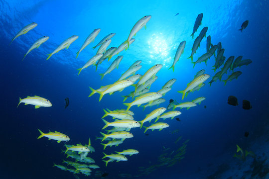 Yellowfin Goatfish fish school