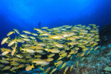 Fototapeta na wymiar Scuba diver swims over coral reef with fish in ocean