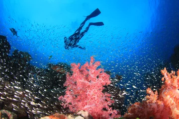 Crédence de cuisine en verre imprimé Plonger Un plongeur nage au-dessus d& 39 un récif de corail avec des poissons dans l& 39 océan