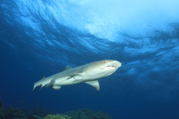 Fototapeta na wymiar Whitetip Reef Shark