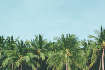 Obraz premium Coconut palm trees tropical background, vintage