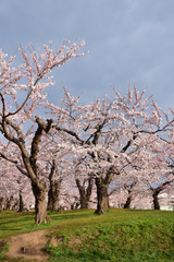 Fototapeta premium 丘の上の桜