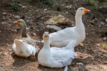 Three white gooses