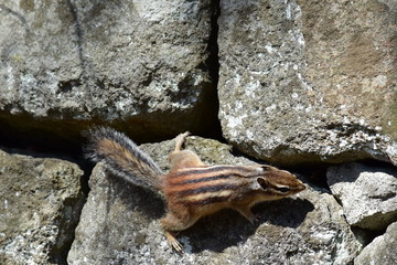石垣を移動するシマリス