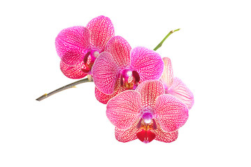 Fototapeta na wymiar blossoming orchid flower, isolate on white background. Pink phalaenopsis orchid flower