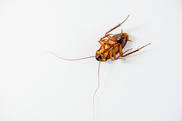 Cockroach dead isolated on white background.