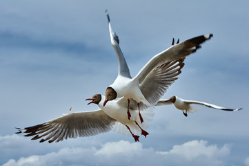 Two flying seagulls fighting for food in the sky