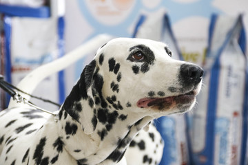Dog Dalmatian