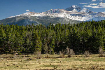 Elk Herd Beneath Longs Peak