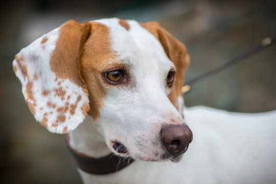 Close up on a litte packl hunting dog, dog portrait