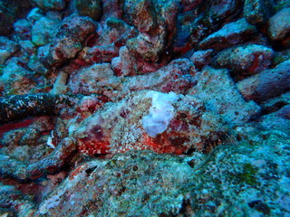 Fototapeta na wymiar インド洋の海底に隠れているオコゼ