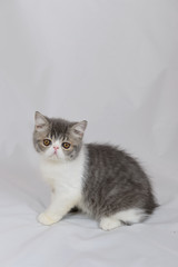 exotic shorthair cat on white background, Blue Tabby and white