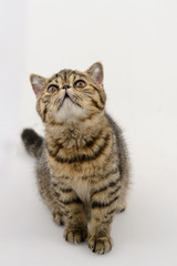 Fototapeta na wymiar exotic shorthair cat on white background, Brown Spotted Tabby