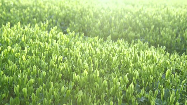 風に揺れる緑茶の芽4K