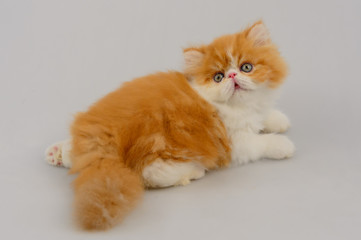 exotic longhair cat on white background, Red Tabby and white