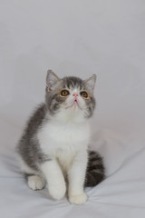 exotic shorthair cat on white background, Blue Tabby and white