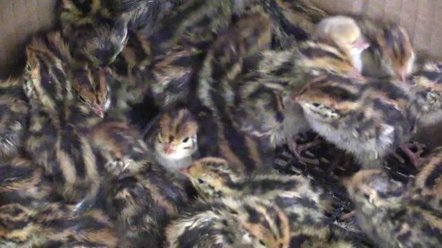 Two-day baby birds of the Japanese quail