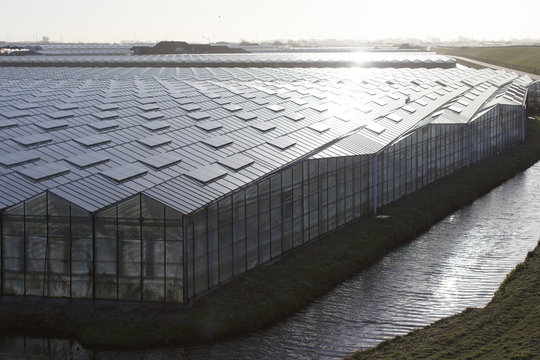 greenhouses in the netherlands