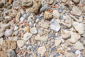 coral and shell texture