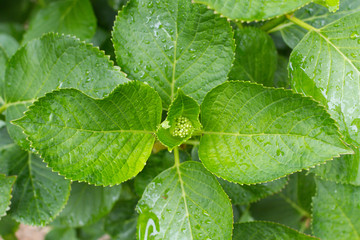 紫陽花のつぼみ