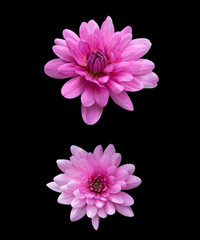 isolated pink dahlia flowers on black background for design