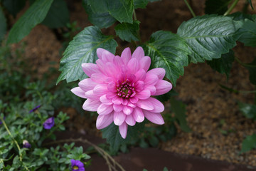 straight front view of pink dahlia flower on green
