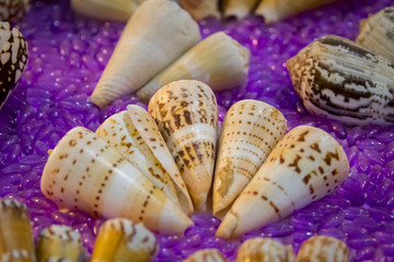 Image of Seashell collection.  Many different shells.