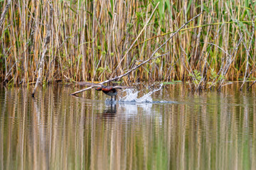 Horned grebe that starts from the water surface