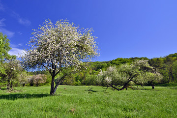 Blooming trees below a blue sky in spring, Low Beskid, Poland