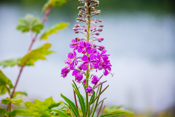 Beautiful pink rosebay willowherb or fireweed