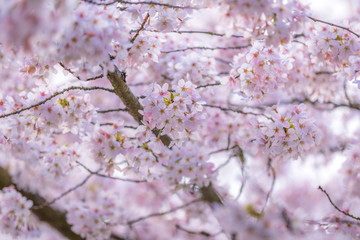 Amazing cherry blossom