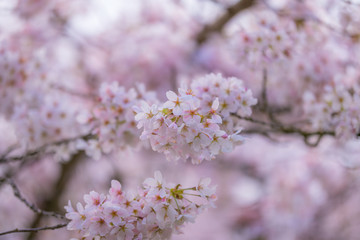 Amazing cherry blossom